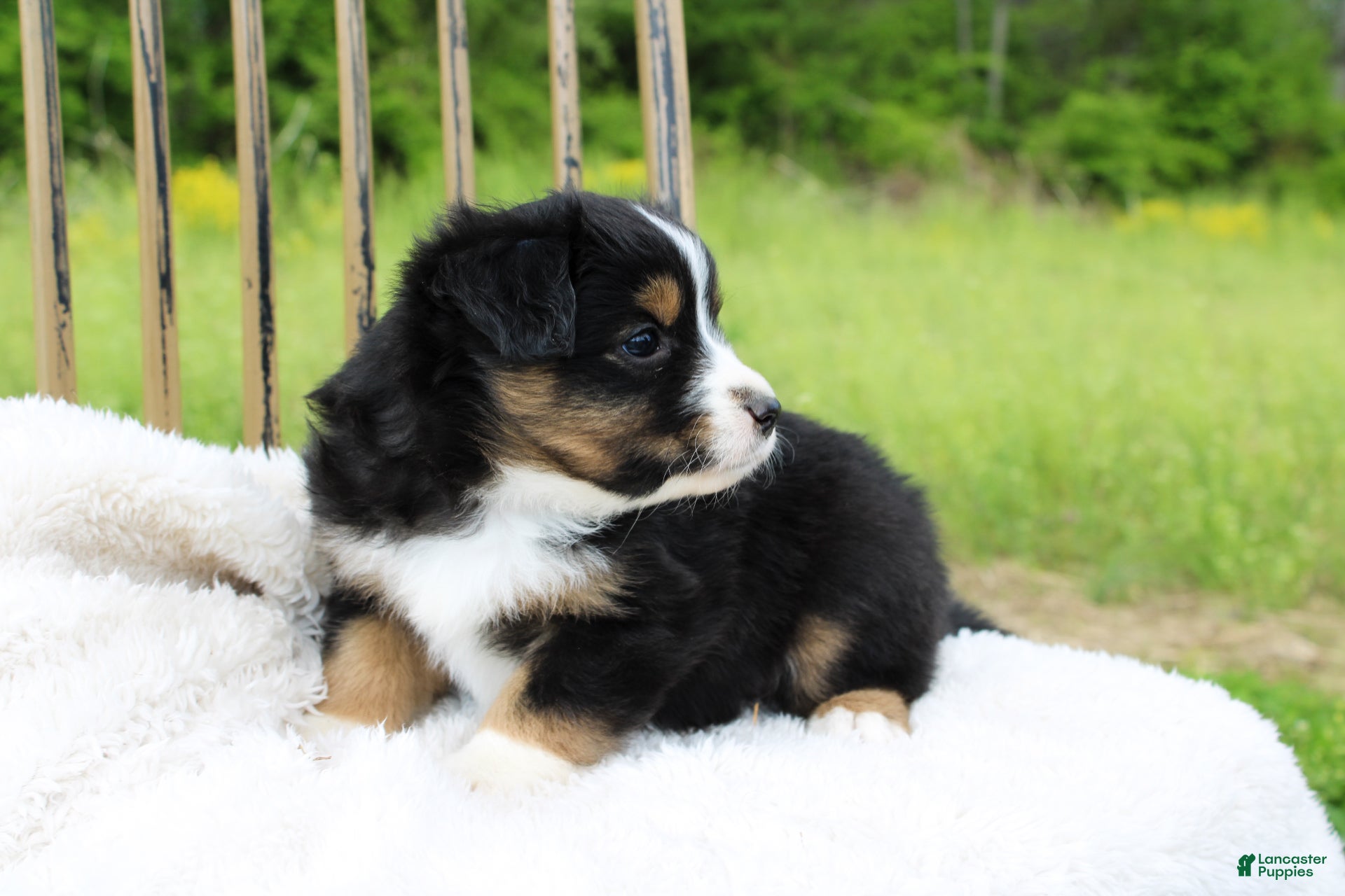 Miniature Australian Shepherd dogs Georgia - Ad 2
