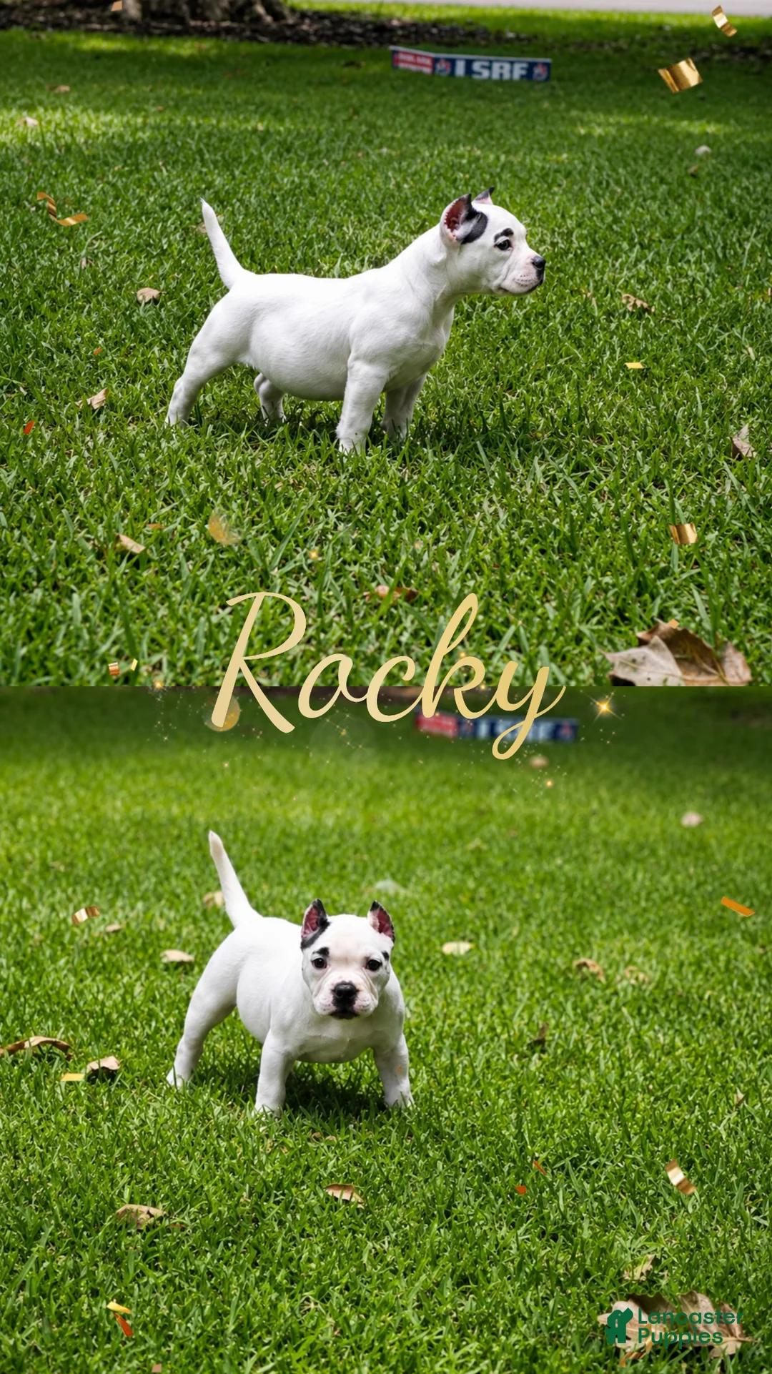 American Bully dogs for sale: Rocky - Ad 1