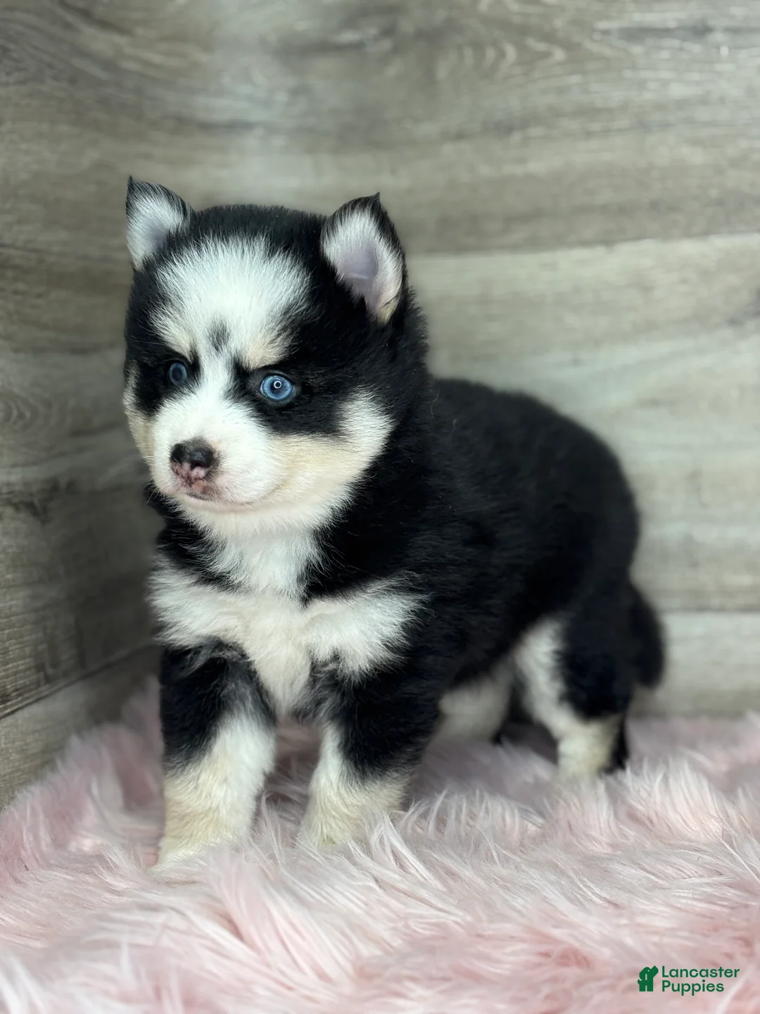 Pomsky dogs for sale: Asher - Ad 3