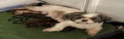 Shorkie dogs for sale: Ruby - Ad 3