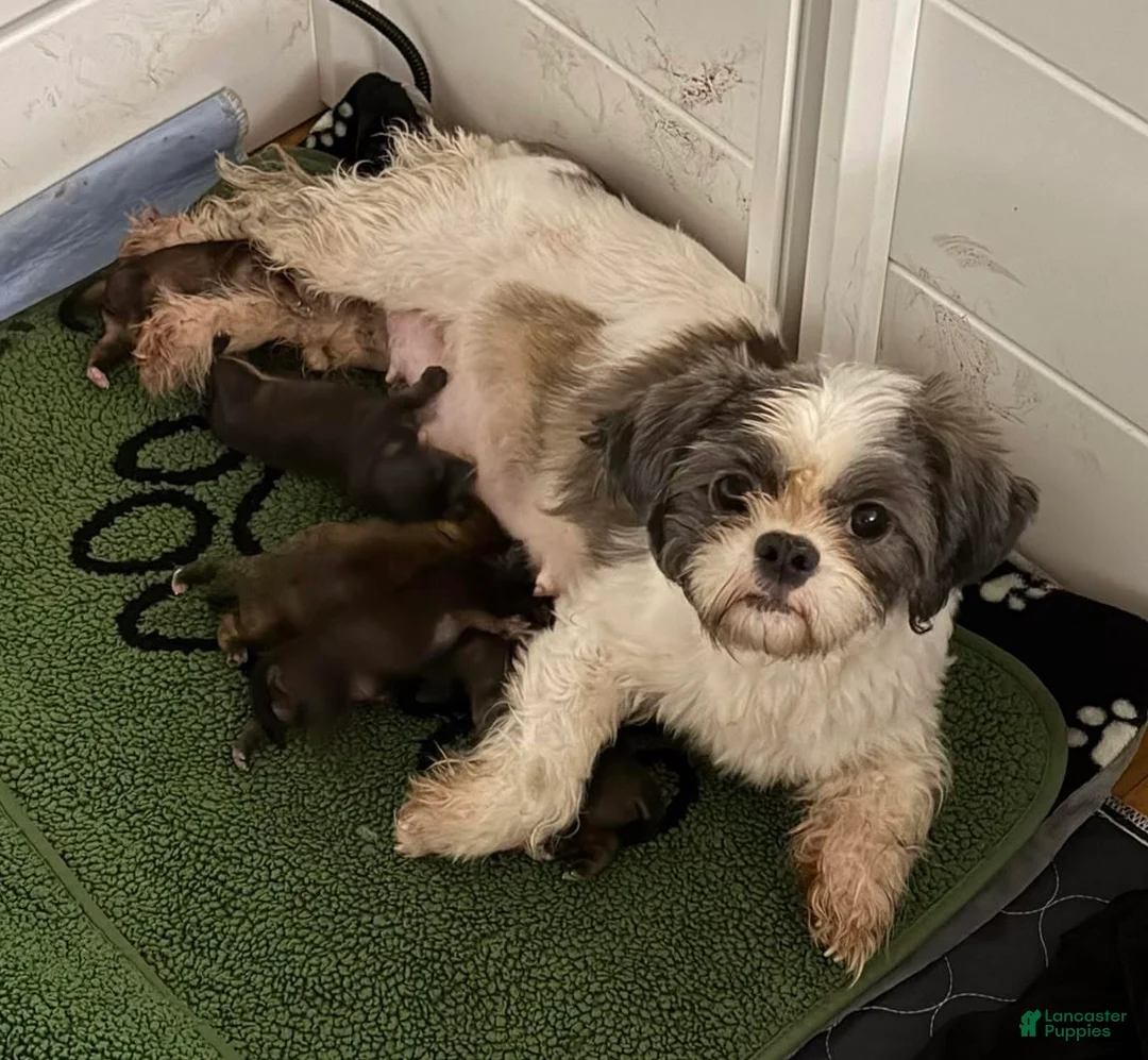 Shorkie dogs for sale: Ruby - Ad 3