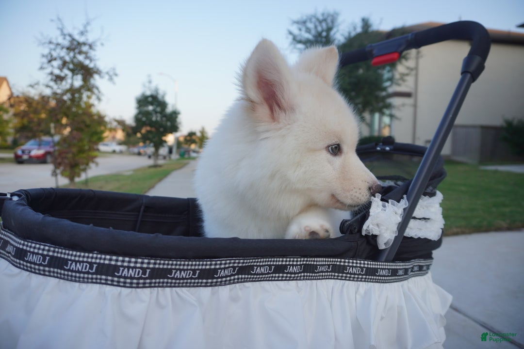 Alaskan Malamute dogs for sale: Xi Xi - Ad 8