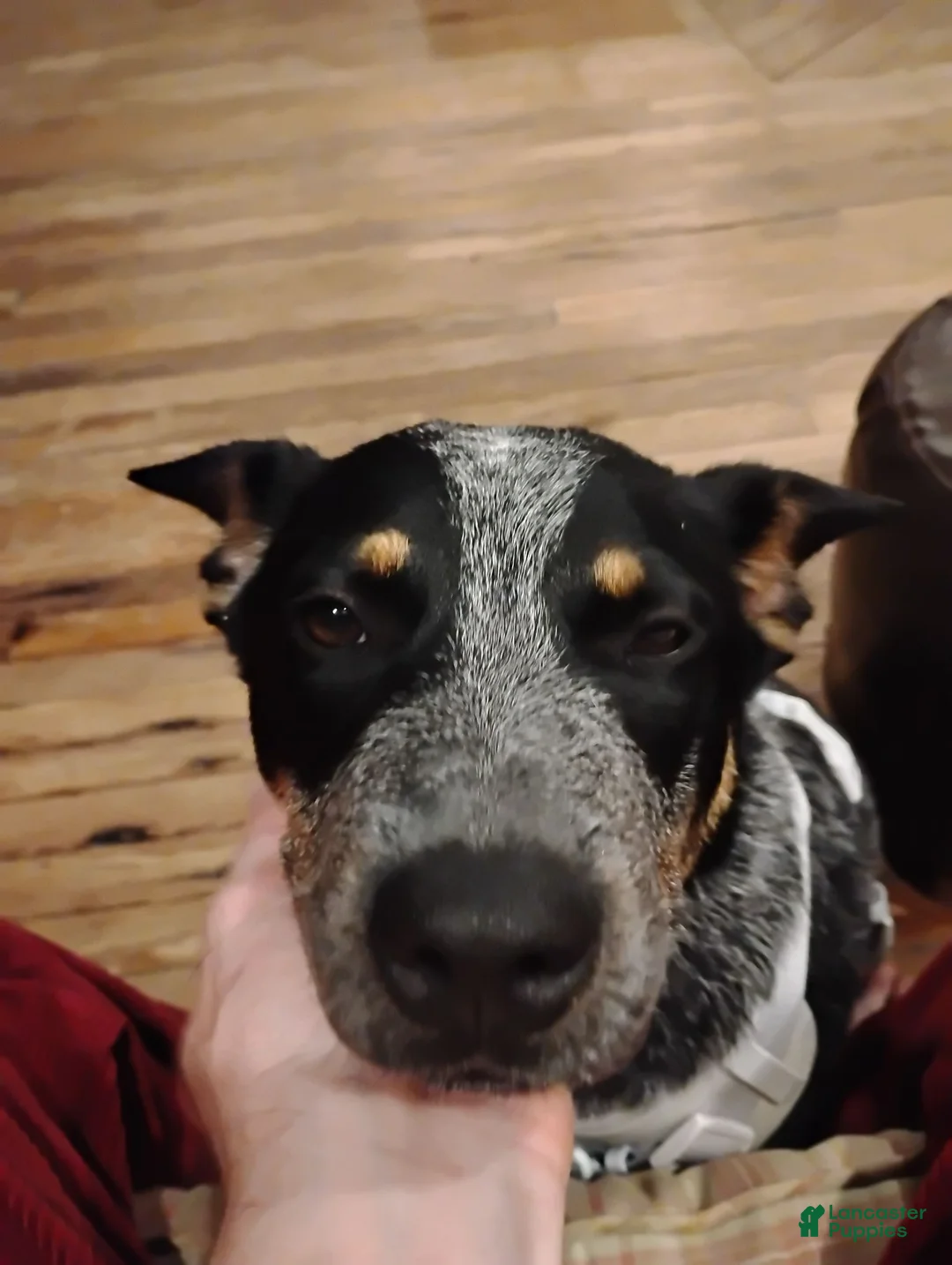 Australian Cattle Dog dogs for sale: Australian Cattle Dog 1 - Ad 2