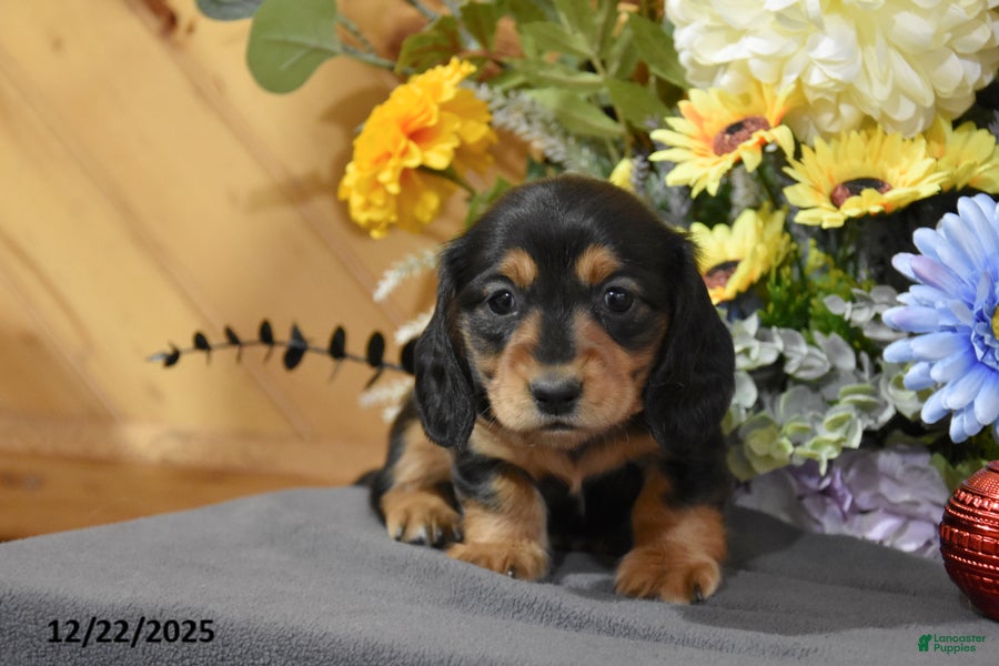 Miniature Dachshund dogs Addalyn - Ad 14
