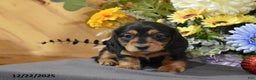 Miniature Dachshund dogs for sale: Addalyn - Ad 1