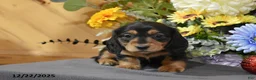 Miniature Dachshund dogs for sale: Addalyn - Ad 5