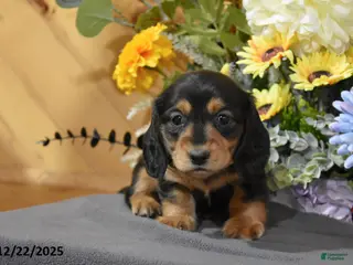 Miniature Dachshund dogs Addalyn - Ad 19