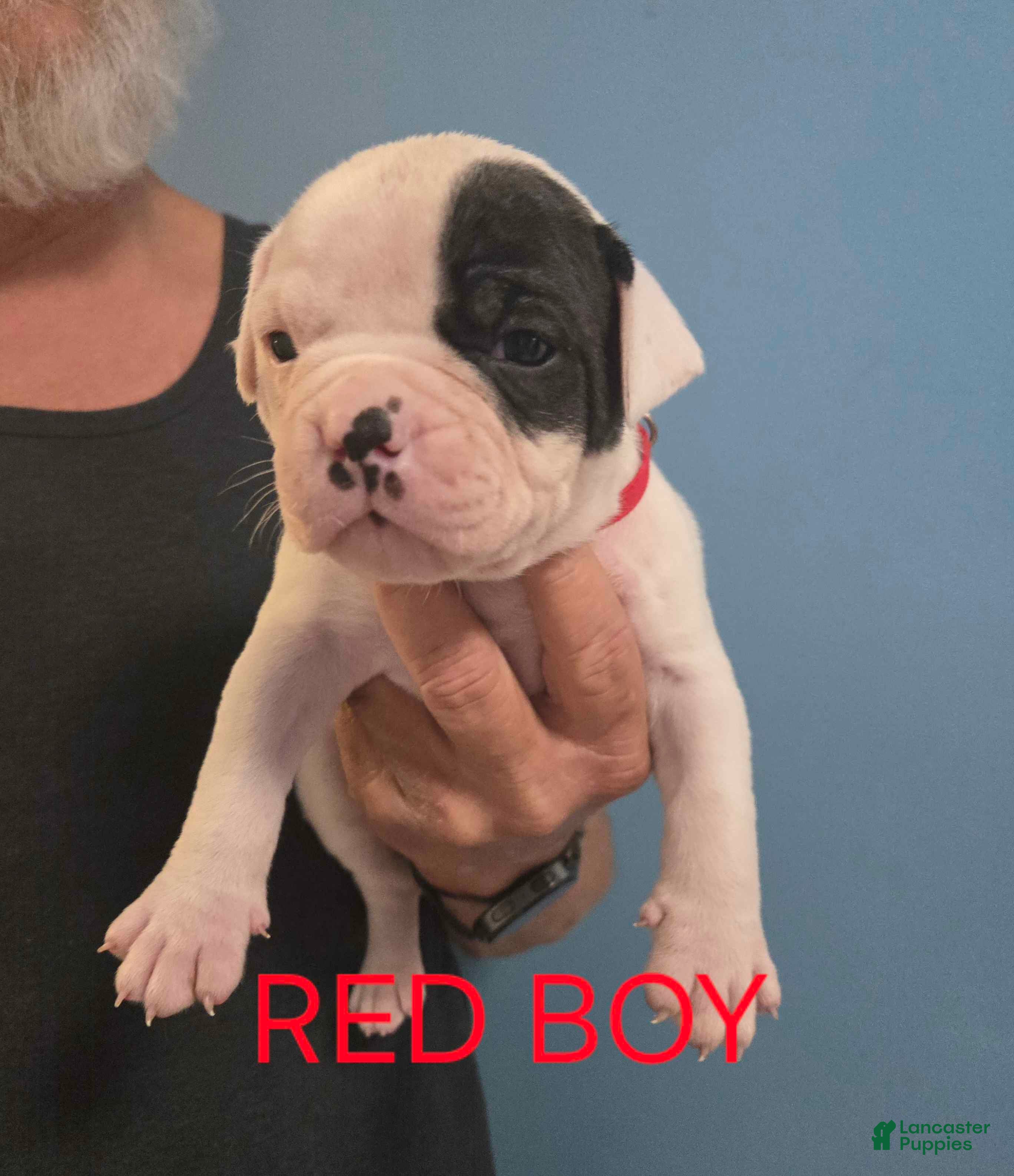 American Bulldog dogs Red Boy - Ad 26