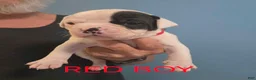 American Bulldog dogs for sale: Red Boy - Ad 1