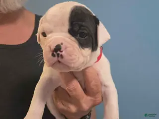 American Bulldog dogs Red Boy - Ad 26