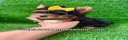 Yorkshire Terrier dogs for sale: Small traditional female  - Ad 5