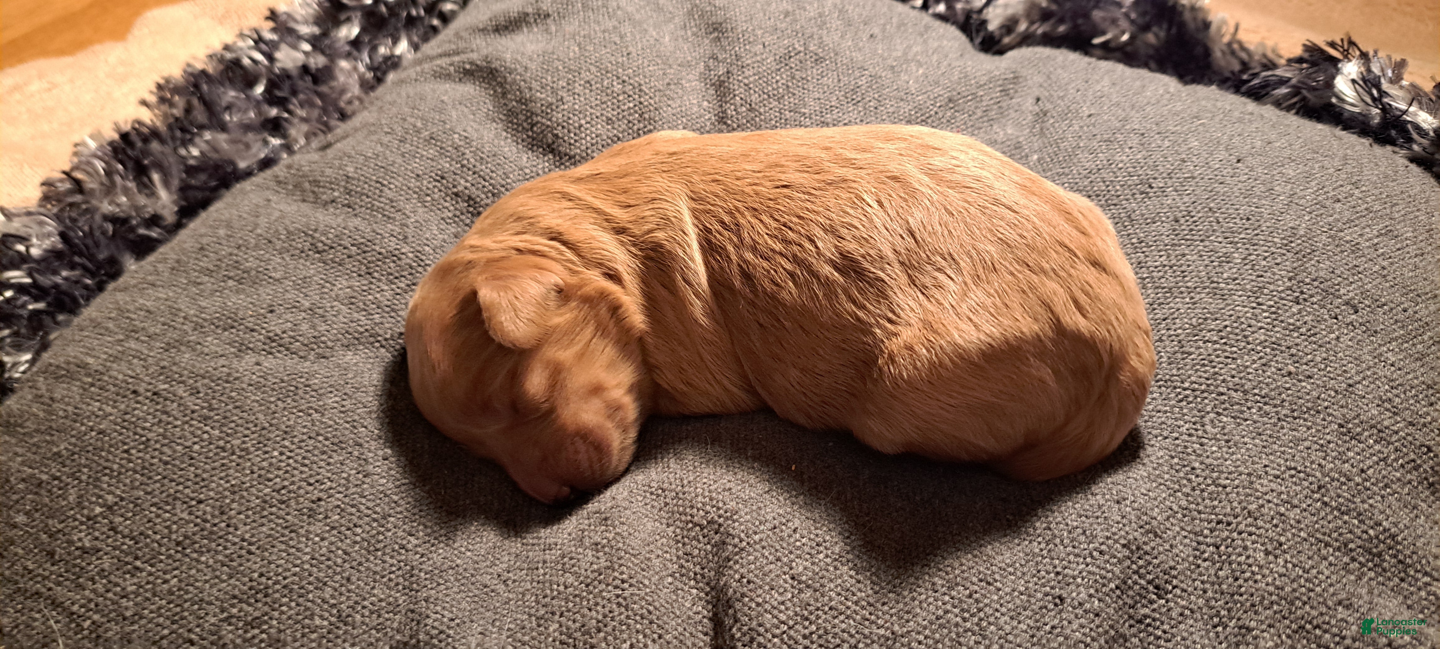 Mini Goldendoodle dogs Mini Goldendoodle Puppy 5 - Ad 2