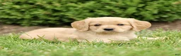 Miniature Golden Retriever dogs for sale: Tucker  - Ad 2