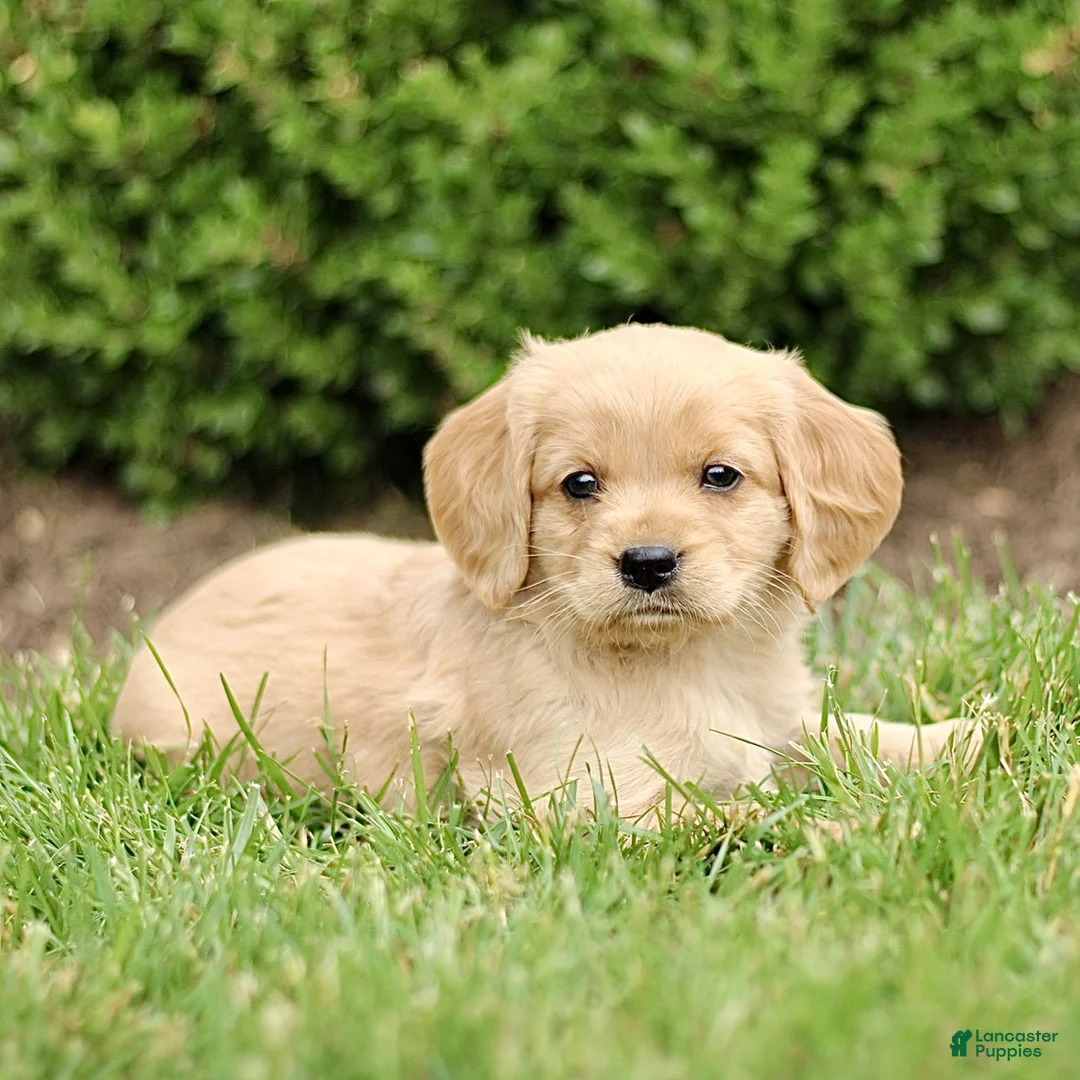 Miniature Golden Retriever dogs for sale: Tucker  - Ad 2