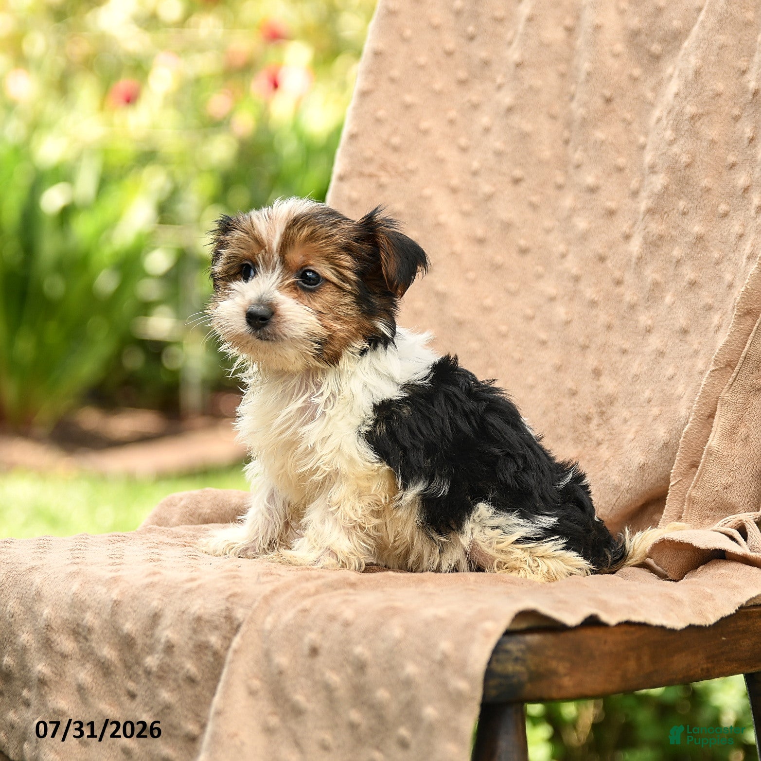 Biewer Terrier dogs Tatum - Ad 2