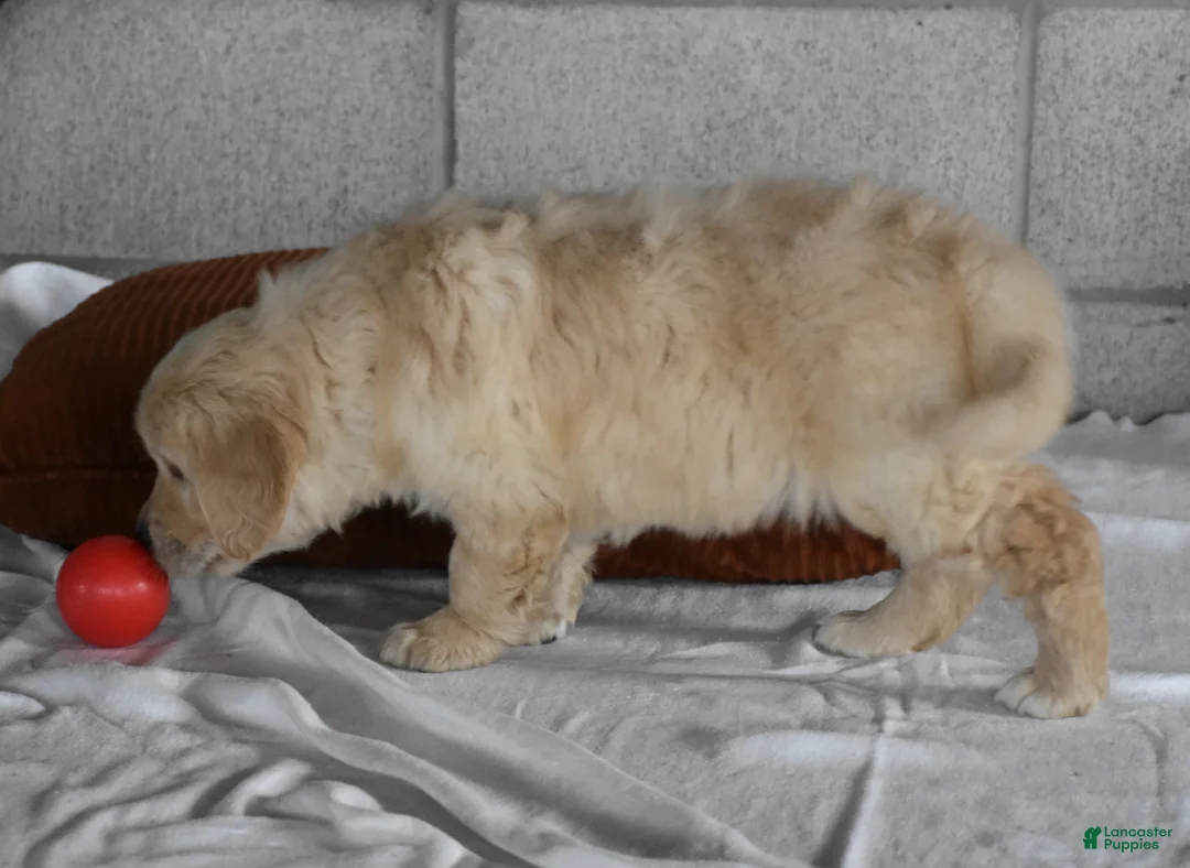 Golden Retriever dogs for sale: Harley  Genetic/OFA - Ad 6