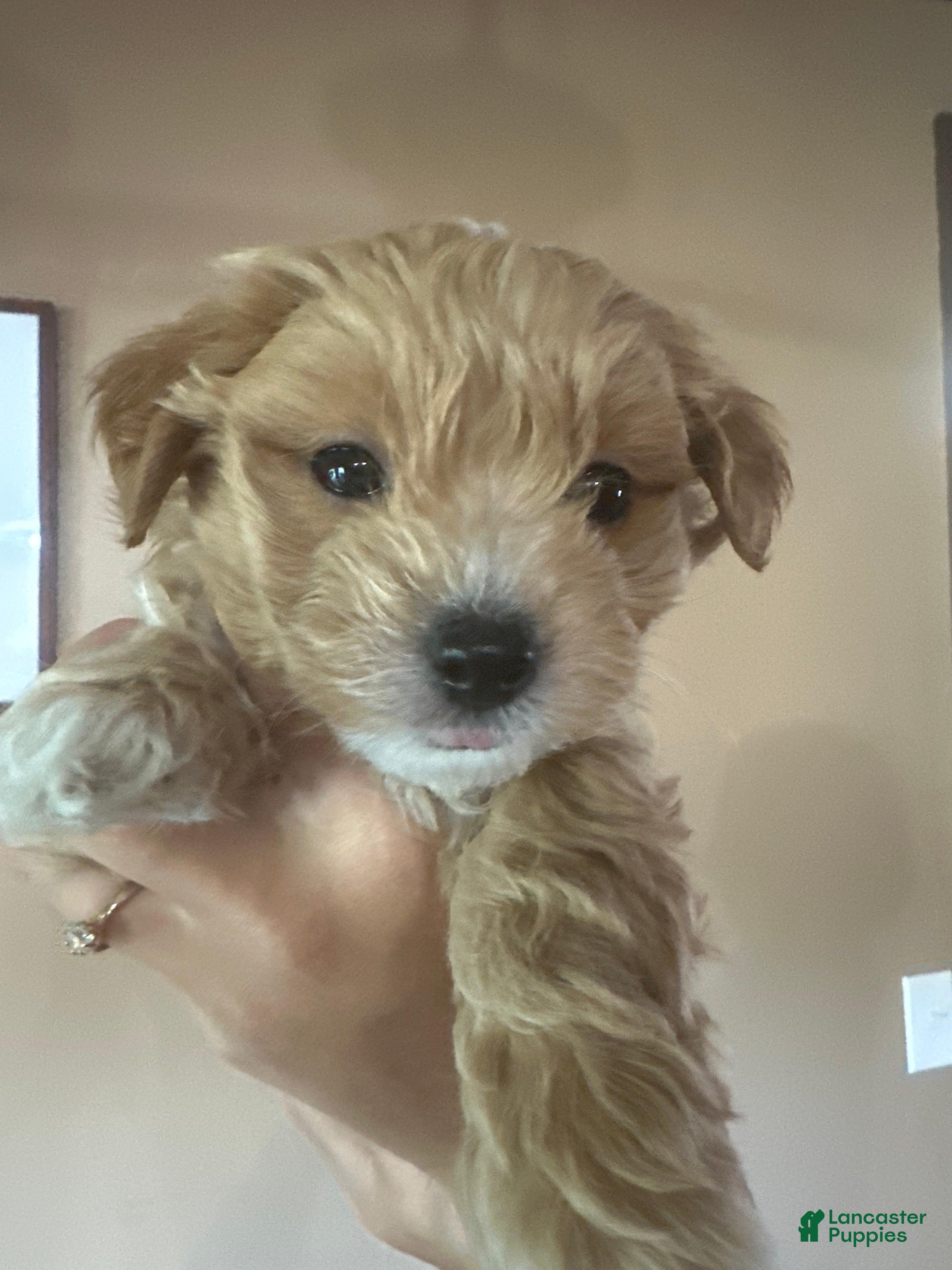 Maltipoo dogs Maltipoo 3 - Ad 8