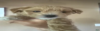 Maltipoo 3