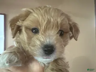 Maltipoo dogs Maltipoo 3 - Ad 2