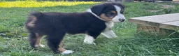 Miniature Australian Shepherd dogs for sale: Miniature Australian Shepherd Puppy 5 - Ad 3