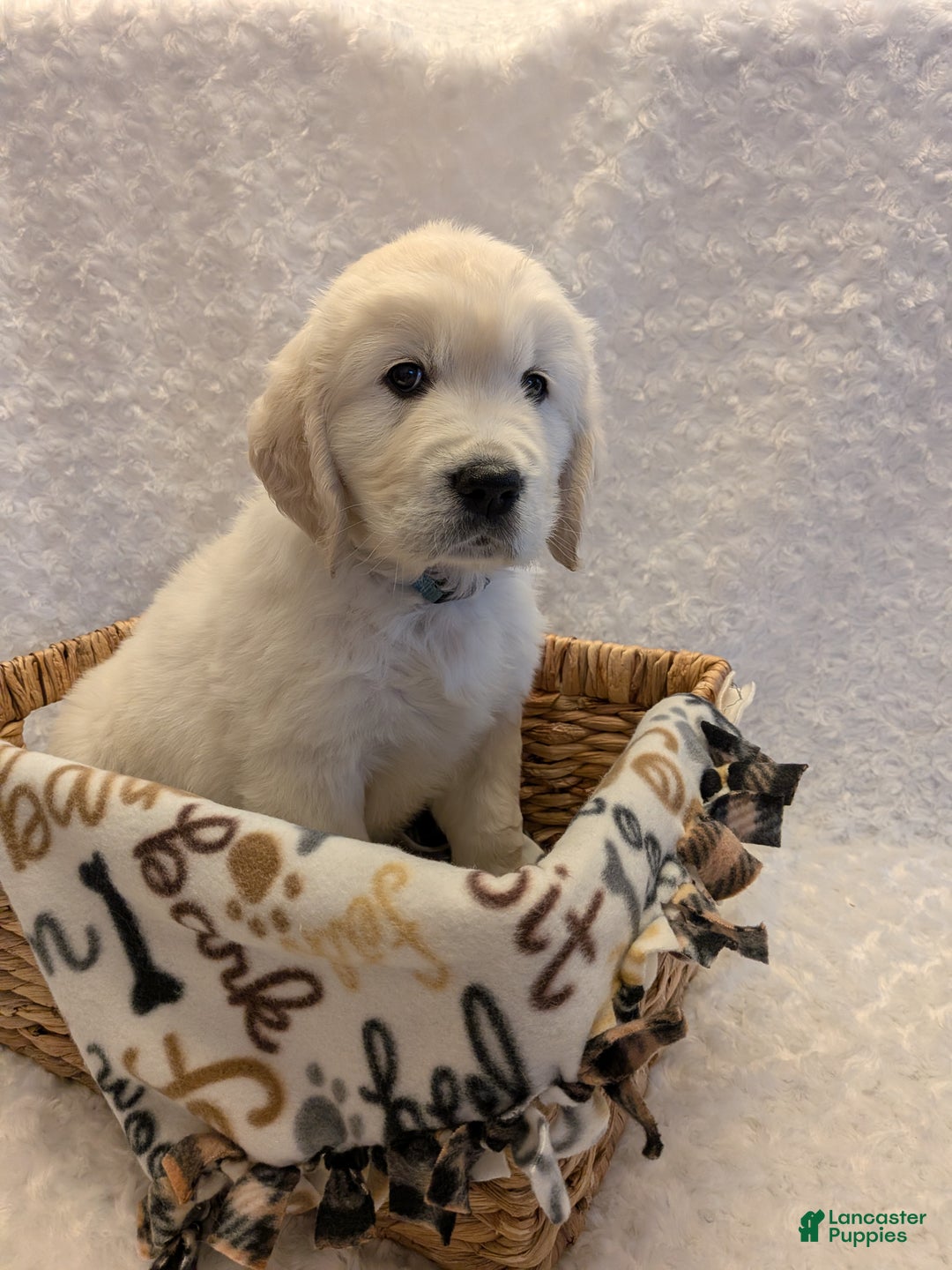 Golden Retriever dogs for sale: Ember - Ad 2
