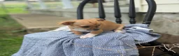 Chihuahua dogs for sale: Peter - Ad 4