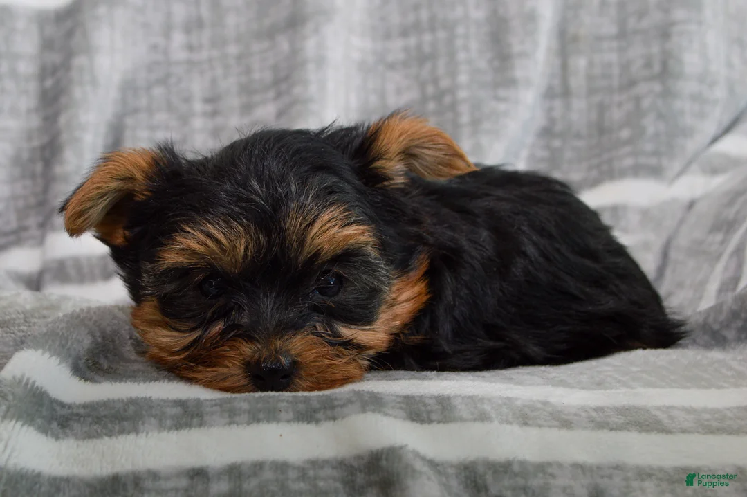 Yorkshire Terrier dogs for sale: Jack - Ad 2