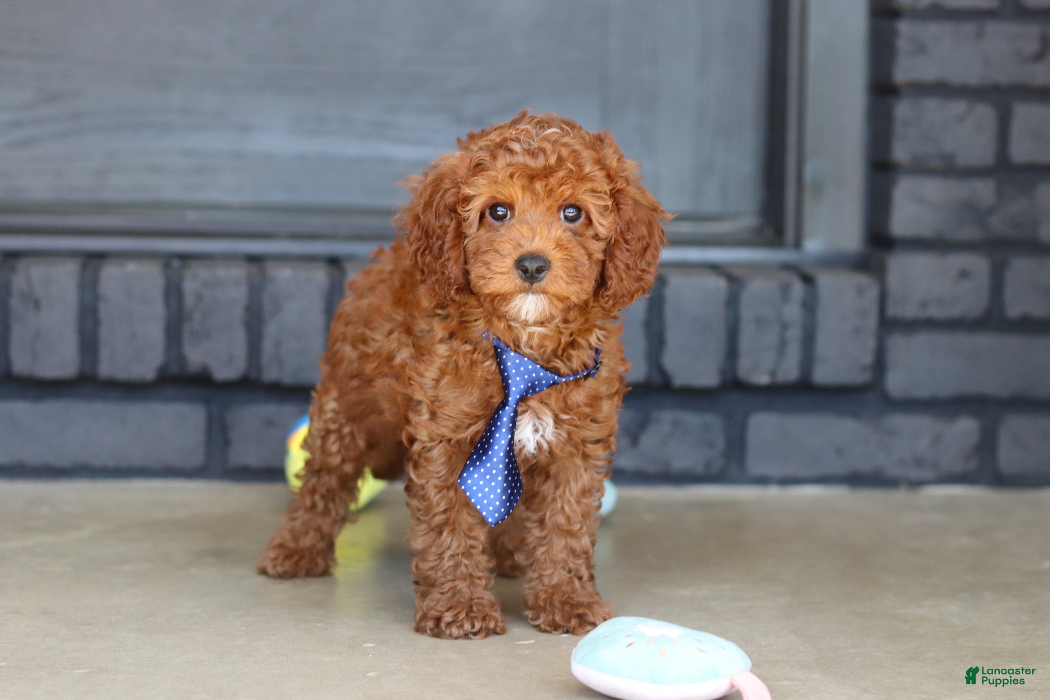 Cavapoo dogs Bear - Ad 2