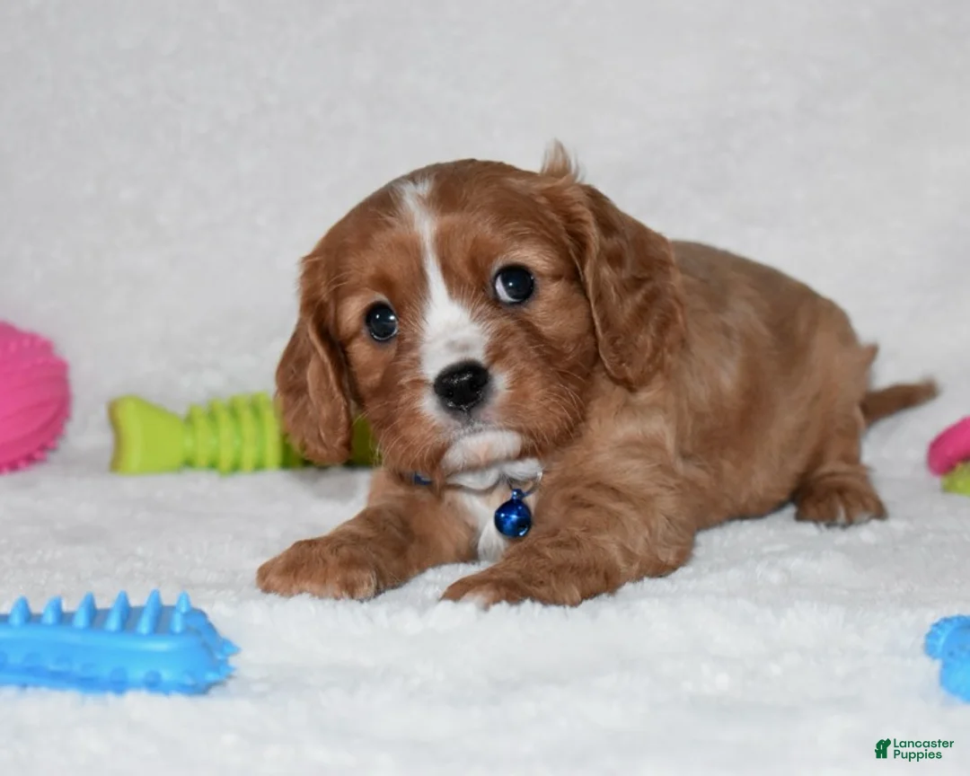 Cavalier King Charles Spaniel dogs for sale: Pluto - Ad 4