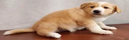 English Shepherd dogs for sale: Mo - Ad 8