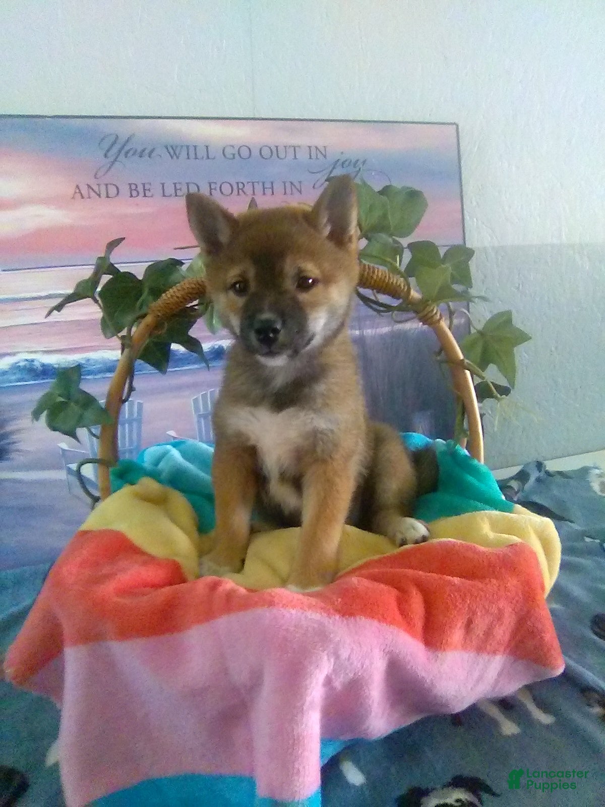 Shiba Inu dogs Sherry - Ad 1