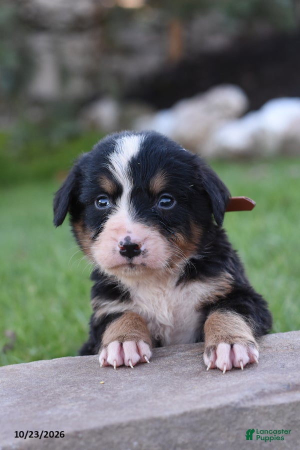 Bernese Mountain Dog dogs for sale: Banjo - Ad 2