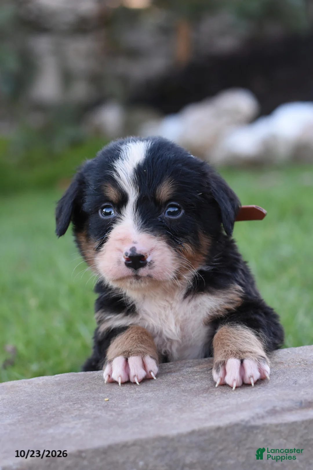 Bernese Mountain Dog dogs for sale: Banjo - Ad 2