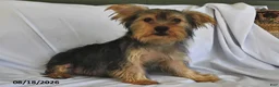 Yorkshire Terrier dogs for sale: Miney - Ad 4