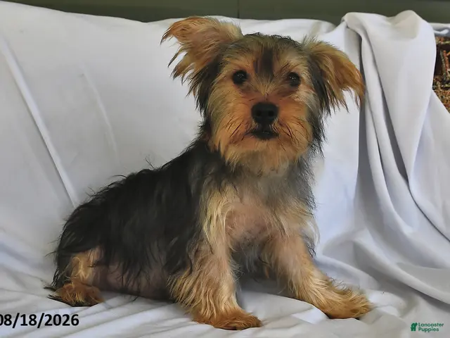 Yorkshire Terrier dogs for sale: Miney - Ad 2