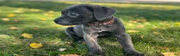 Cane Corso dogs for sale: Sawyer - Ad 3