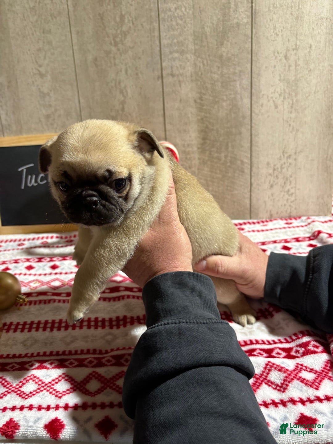 Pug dogs for sale: Tucker - Ad 5