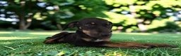 Catahoula Leopard Dog dogs for sale: Gypsie 2026 Female 2 - Ad 13
