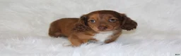 Miniature Dachshund dogs for sale: Frankie  - Ad 3