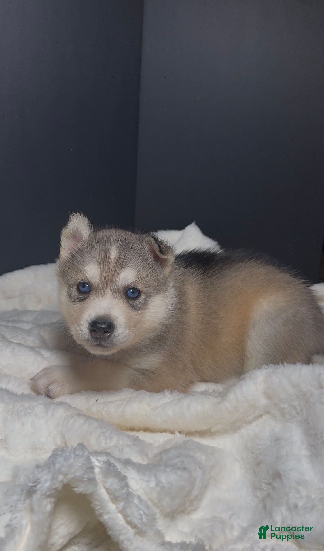 Siberian Husky dogs Zuri - Ad 20