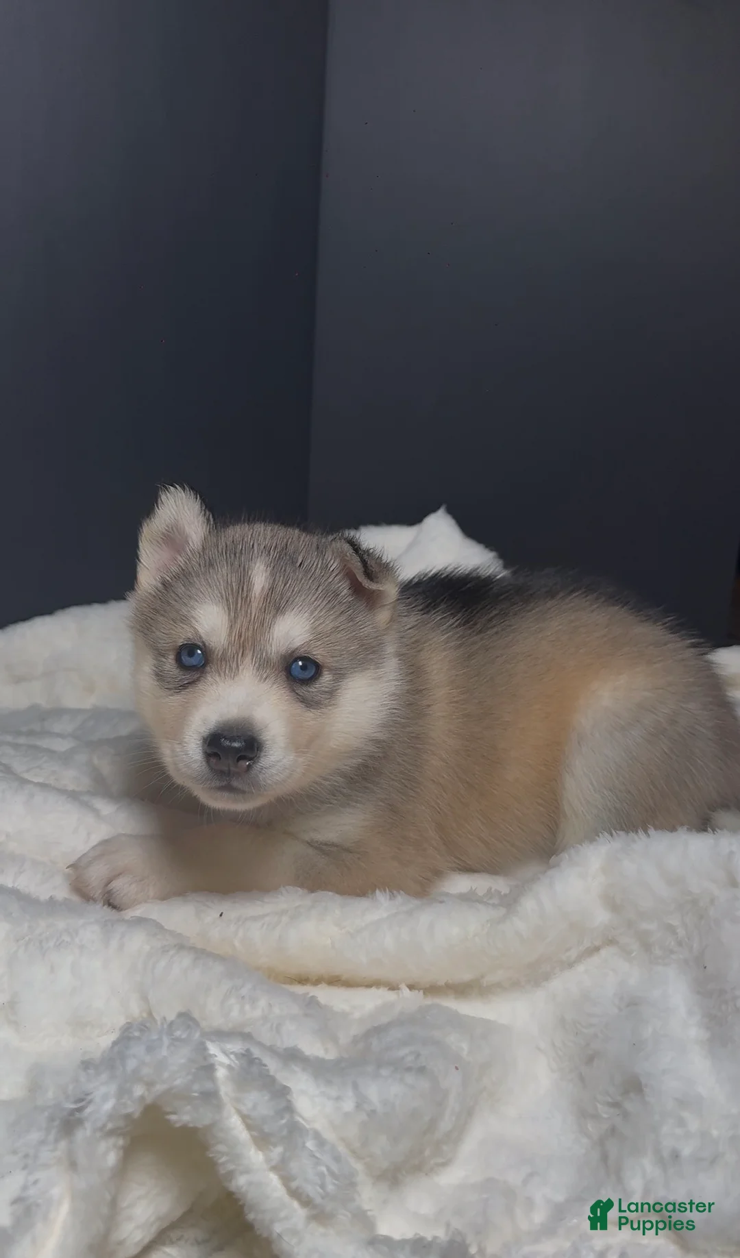 Siberian Husky dogs for sale: Zuri - Ad 1