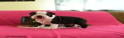 Boston Terrier dogs for sale: Vader - Ad 4