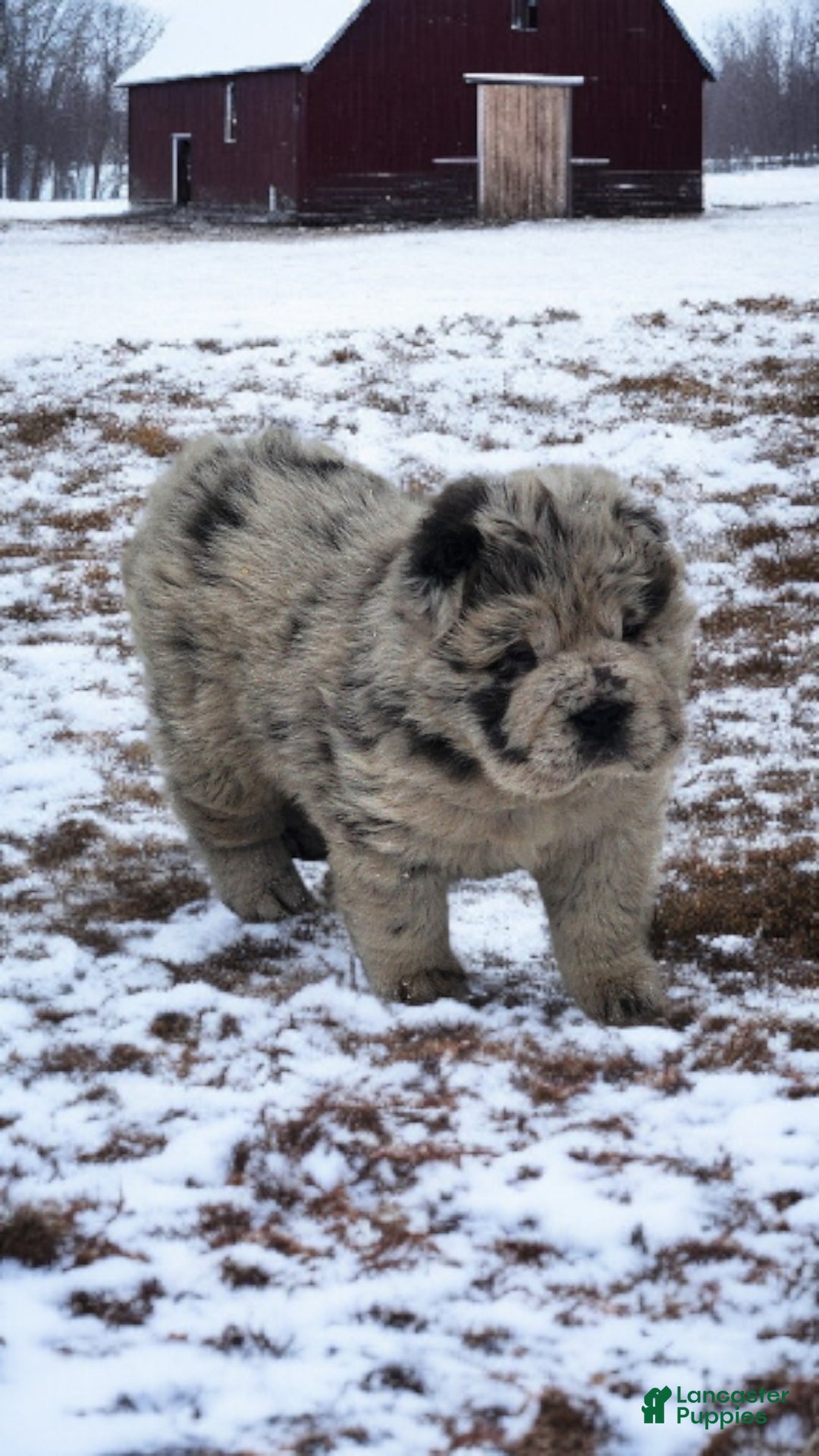 Shar Pei dogs for sale: Mabel merle mini Bear  - Ad 7