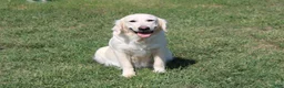 Golden Retriever dogs for sale: Hazel - Ad 3