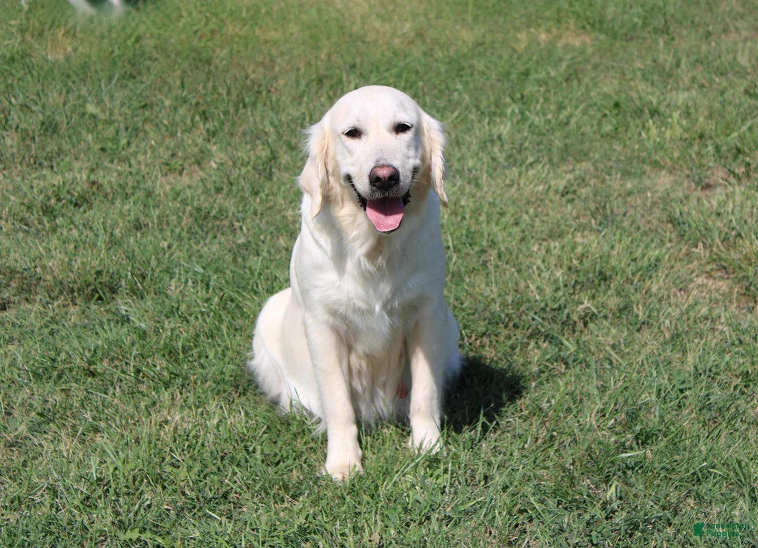 Golden Retriever dogs for sale: Hazel - Ad 3