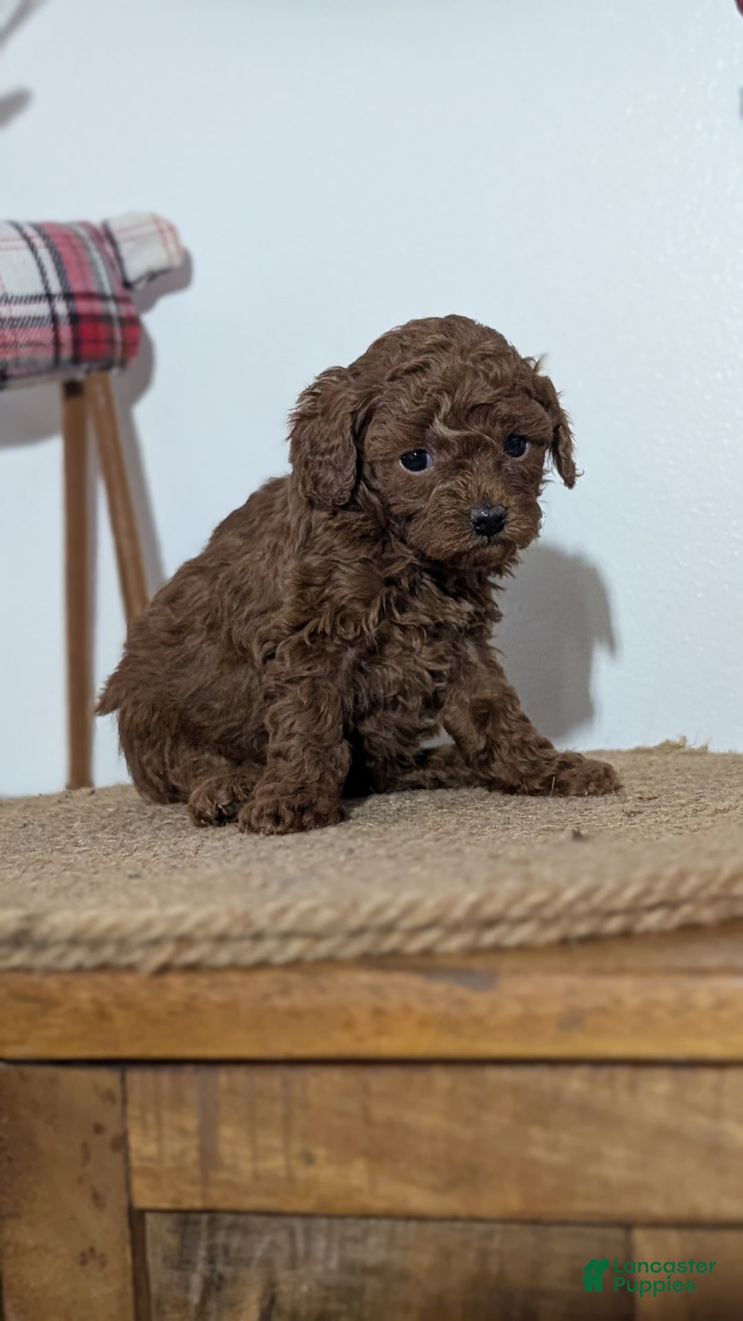 Miniature Poodle dogs for sale: Malia - Ad 8