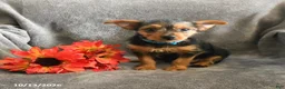 Chorkie dogs for sale: Phoenix - Ad 5