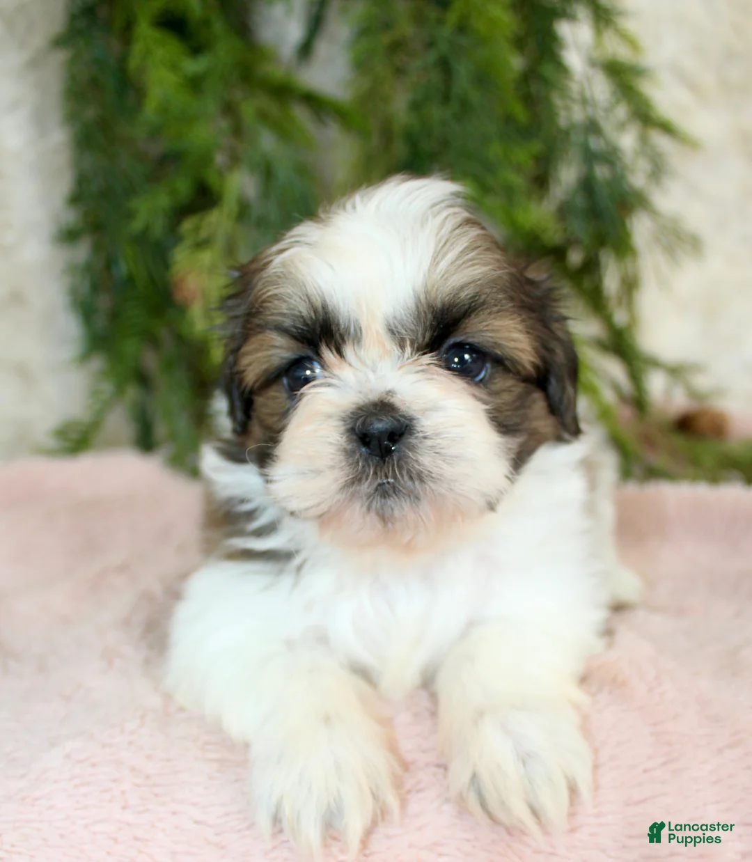 Shih Tzu dogs for sale: Shih Tzu Puppy 3 - Ad 1