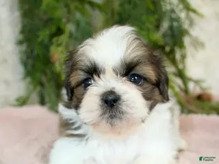 Shih Tzu dogs Shih Tzu Puppy 3 - Ad 1