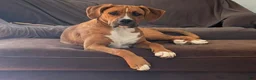 Mixed Breed dogs for sale: Boxenese Girl 2 - Ad 6